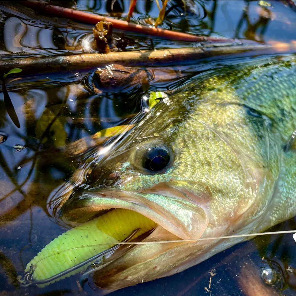Cast&Catch SCREW-LOCK Weedless - Fishing Hook Weedless review and price